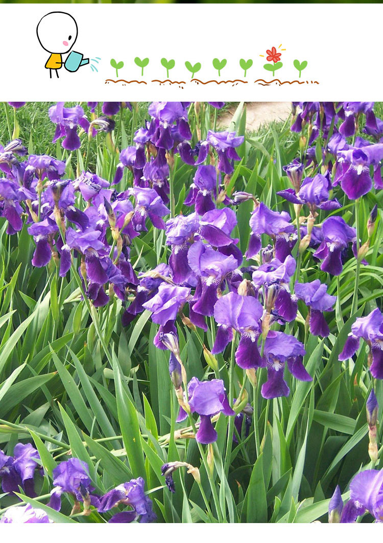 蓝花鸢尾草种子盆栽公园庭院多年生花海花卉花种子蓝花燕尾花种籽