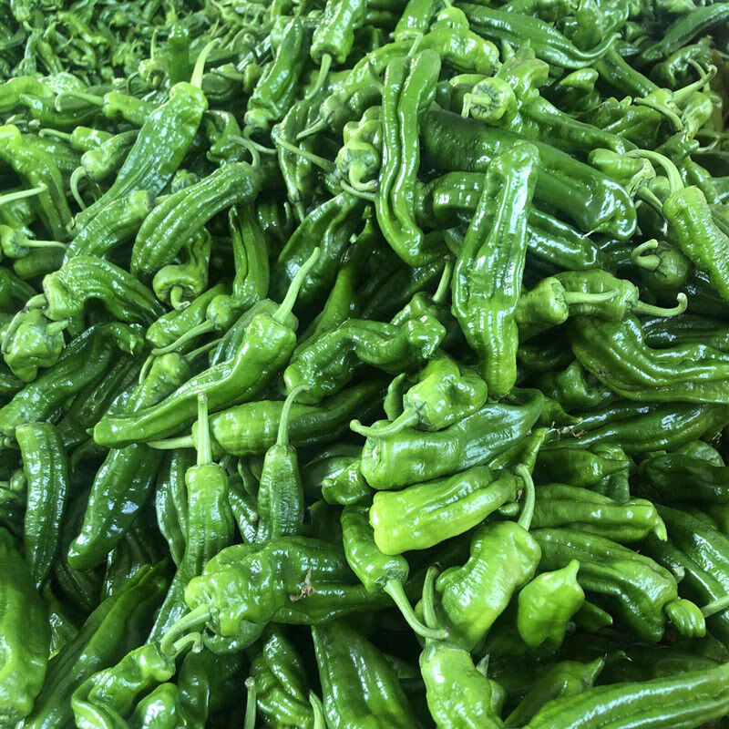 苏北农家自种新鲜虎皮薄皮青辣椒青椒菜椒牛角椒5斤时令蔬菜现摘 3斤