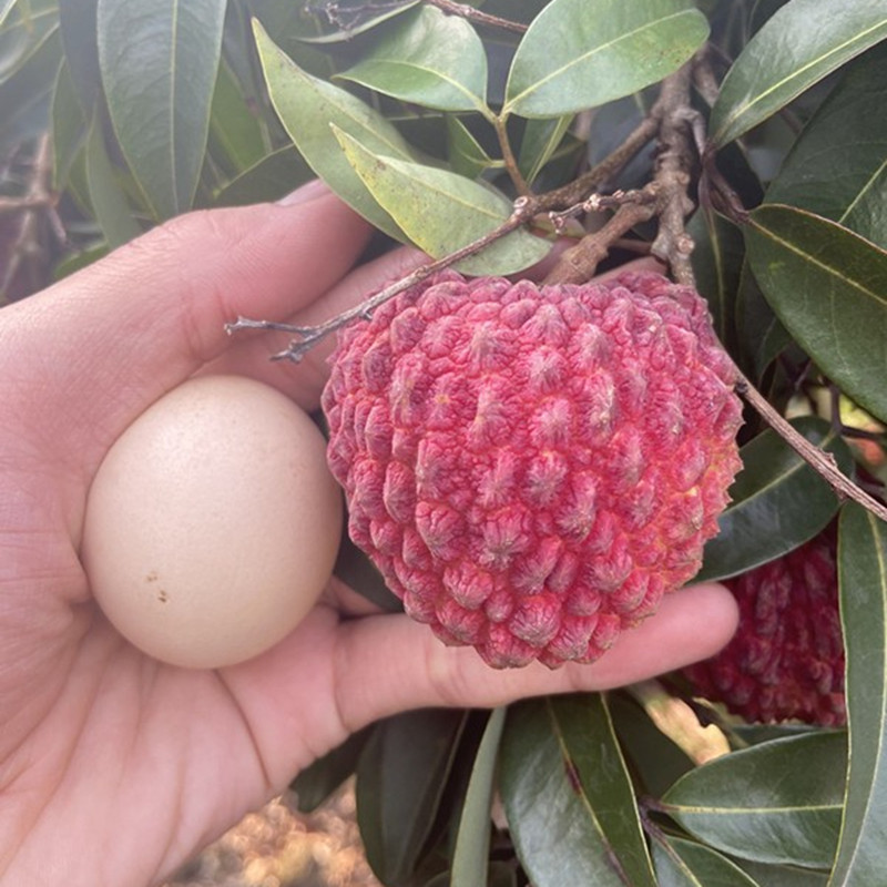 海南火山大超大新鲜当季水果5斤顺丰空运富硒水果礼盒 4000g 礼盒装大