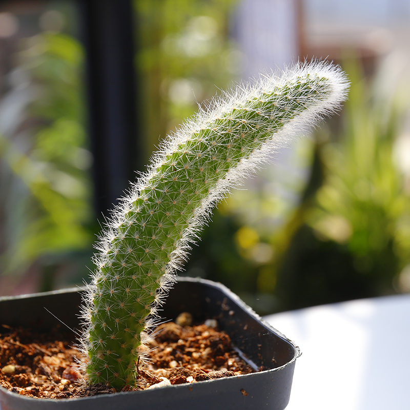 现货多肉植物组合盆栽九尾狐萌多肉绿植花发室内桔红色果冻乙女心25cm