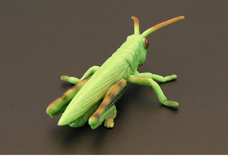 仿真蚂蚱 实心昆虫玩具模型套装 蝗虫 草蜢 蚱蜢 蚂蚱认知礼品摆件