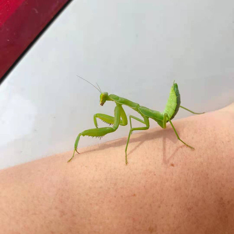 中华大刀螳螂广斧螳螂昆虫宠物活体好养易活送饲料不知名小螳螂成虫送