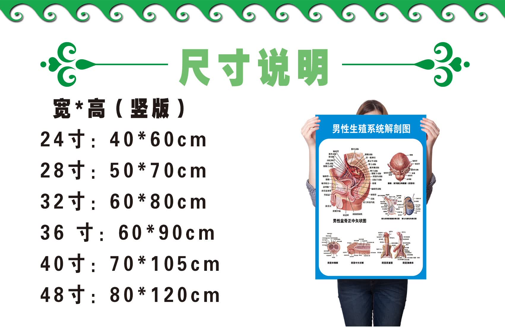 男性泌尿生殖解剖学挂图 男性生殖解剖图 相纸(厚/背面无胶) 60*90