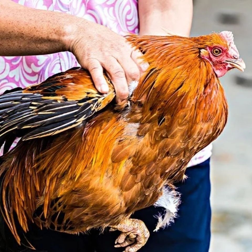 【顺丰】现杀正宗大阉鸡扇鸡农村农家散养土鸡山地鸡走地鸡 君闵 一只