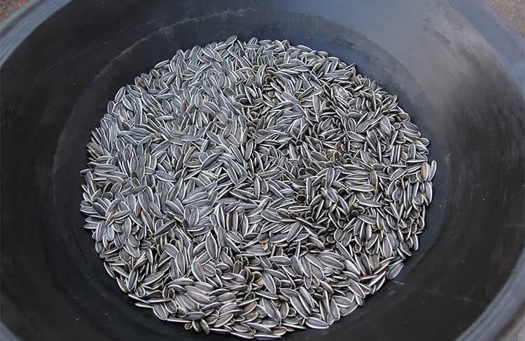 内蒙古五原2021新货铁锅原味现炒363熟瓜子原味熟瓜子5斤1斤