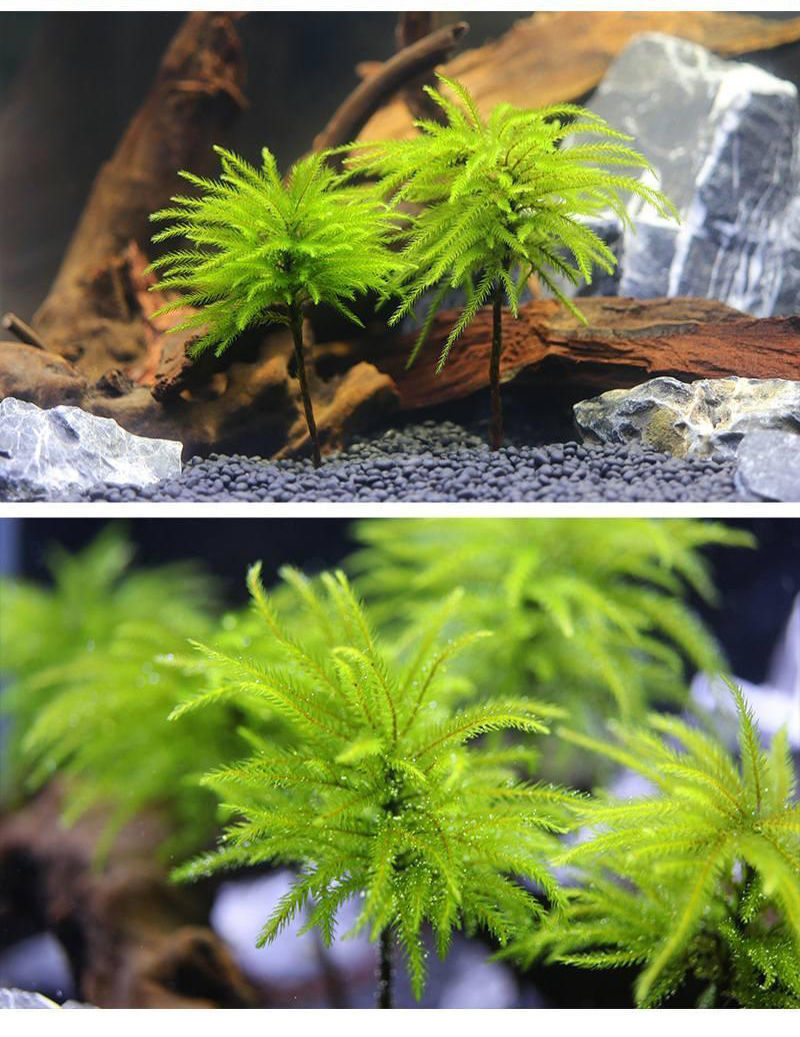 万年藓水草活体耐活耐低温苔藓鱼缸水族箱生态瓶雨淋缸造景水草 朵芮