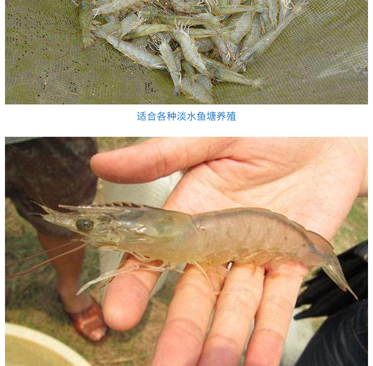 荣郁 南美白对虾苗 淡水虾苗养殖 基围虾苗 活体虾苗一代对虾苗 明虾