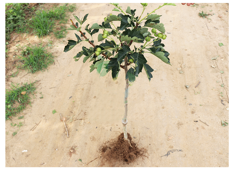 菜友山楂树活苗甜红子南方北方种植盆栽地栽果树苗嫁接苗无籽根茎1