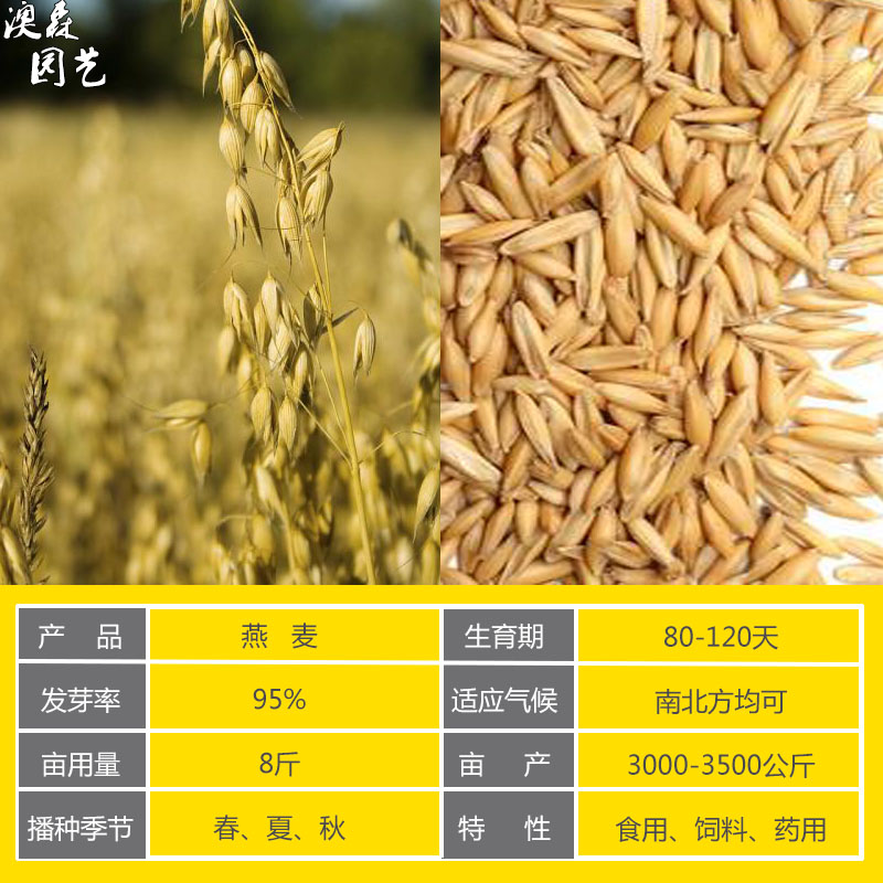 五谷杂粮种籽甜苦荞麦燕麦黑小麦青稞红高粱谷子种子水稻农家庭院 黑