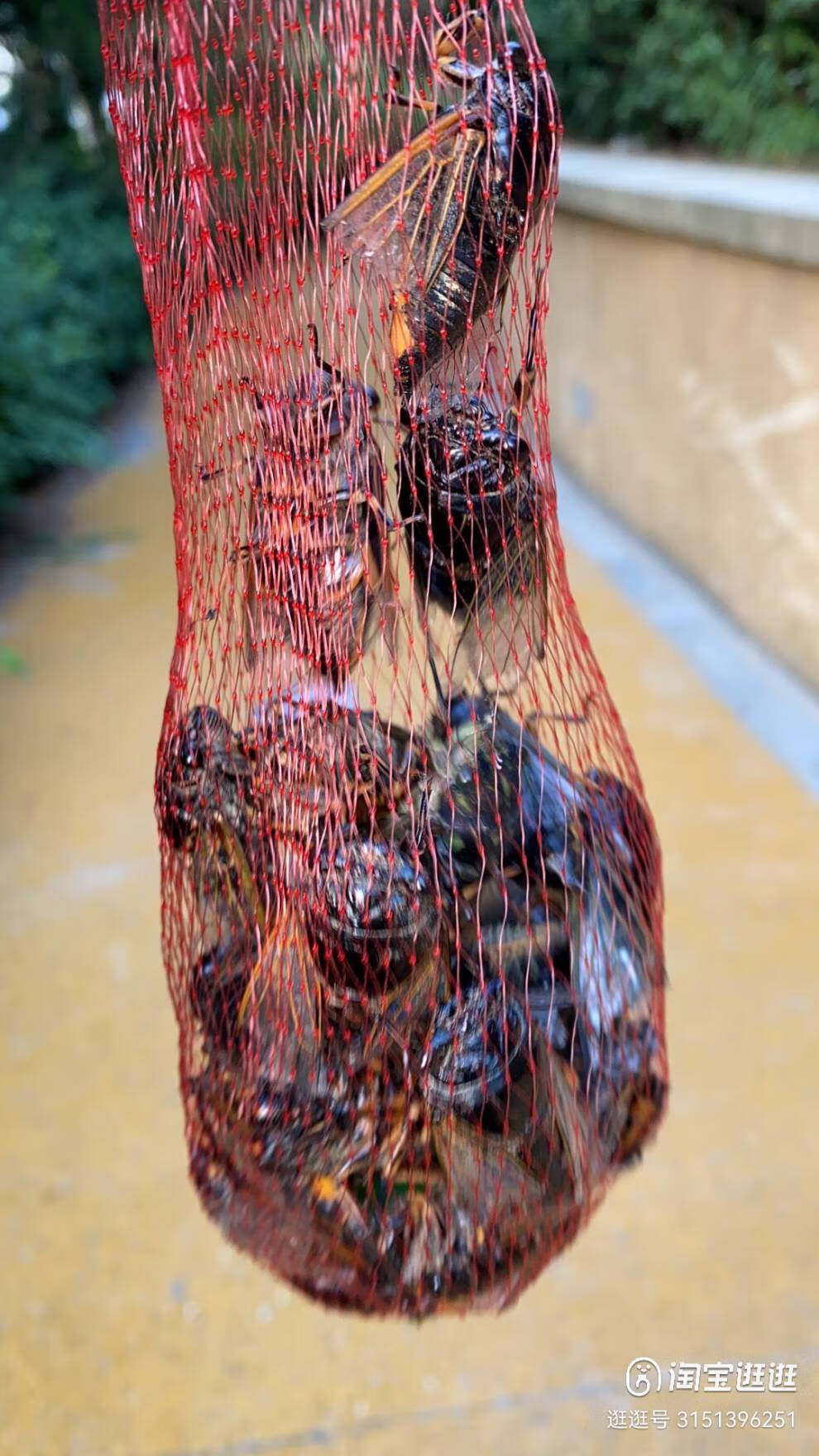 粘知了杆 捉抓知了神器沾粘知了猴捕蝉工具粘蝉竿10米捕蝉杆超硬粘