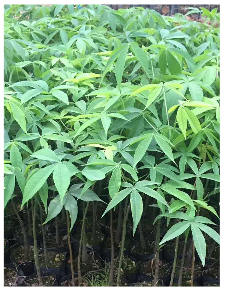 木棉树苗木棉花树苗庭院名贵观赏院子风景树大型绿化苗木门前花树苗高
