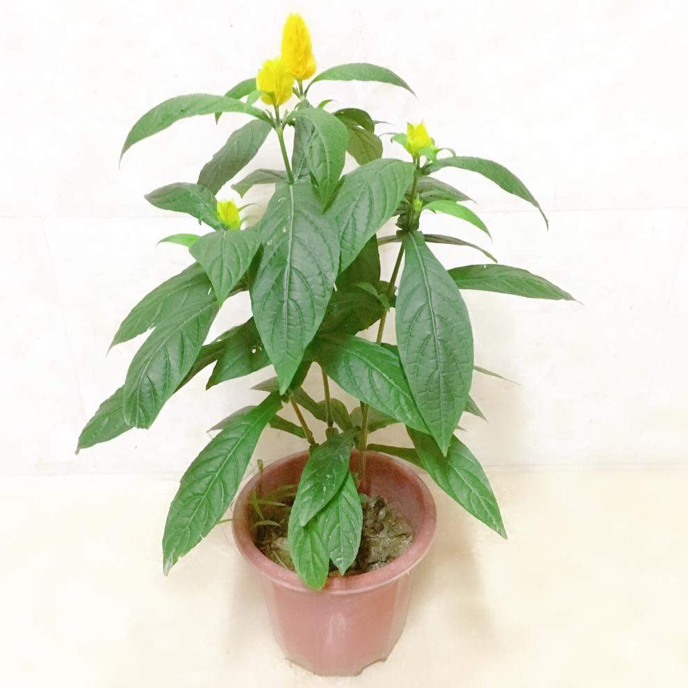 黄金宝塔花盆栽金苞花黄虾花卉黄金塔花苗四季开花不断观赏绿植物黄金