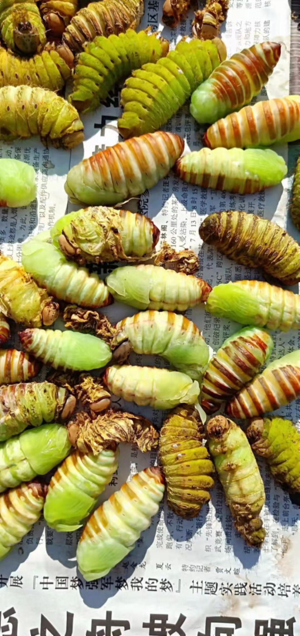 冻嫩茧蛹神仙糖宝薄茧蛹绿色茧蛹蚕茧薄皮柞蚕蛹一份 省外拍4斤装