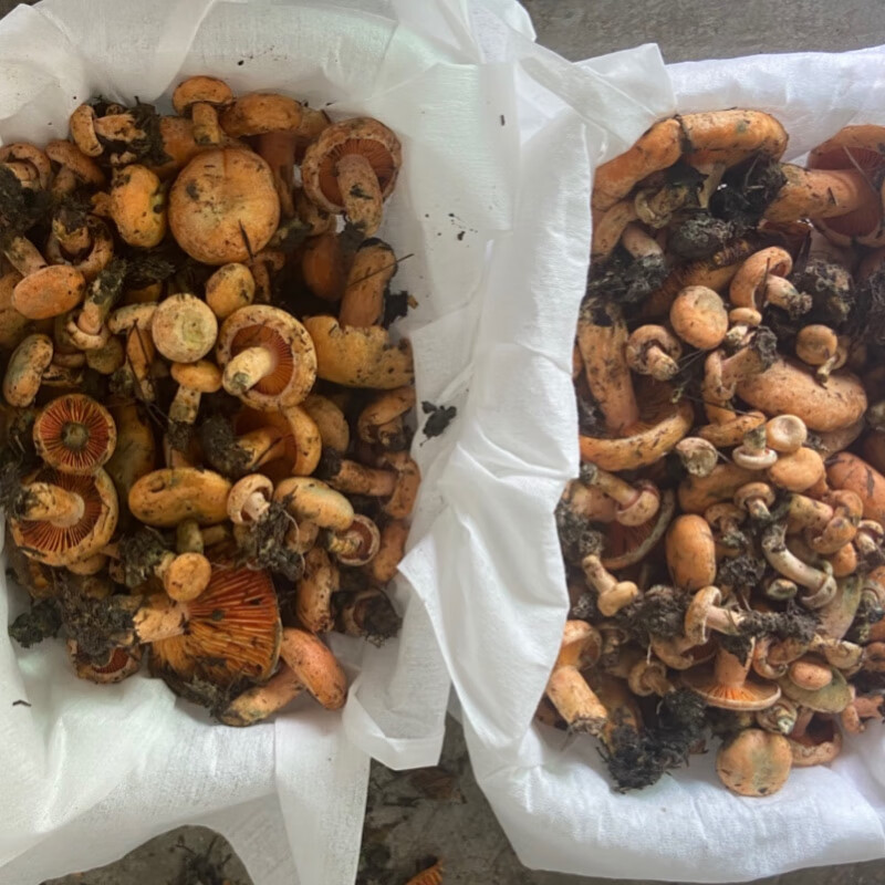 媚调【顺丰空运】新鲜野生黄枞菌松树菌松乳菇松菌重阳菌雁鹅菌铜绿菇