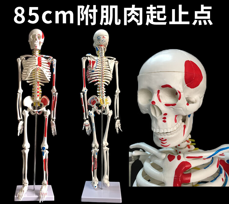 质量上乘人体人的骨骼骨架模型教学骷髅架子模型全身170cm附神经透明