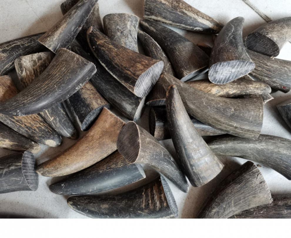 庄梦蝶 黑水牛角尖全实心原料diy手工艺品雕刻印章刀柄手串珠材料 6