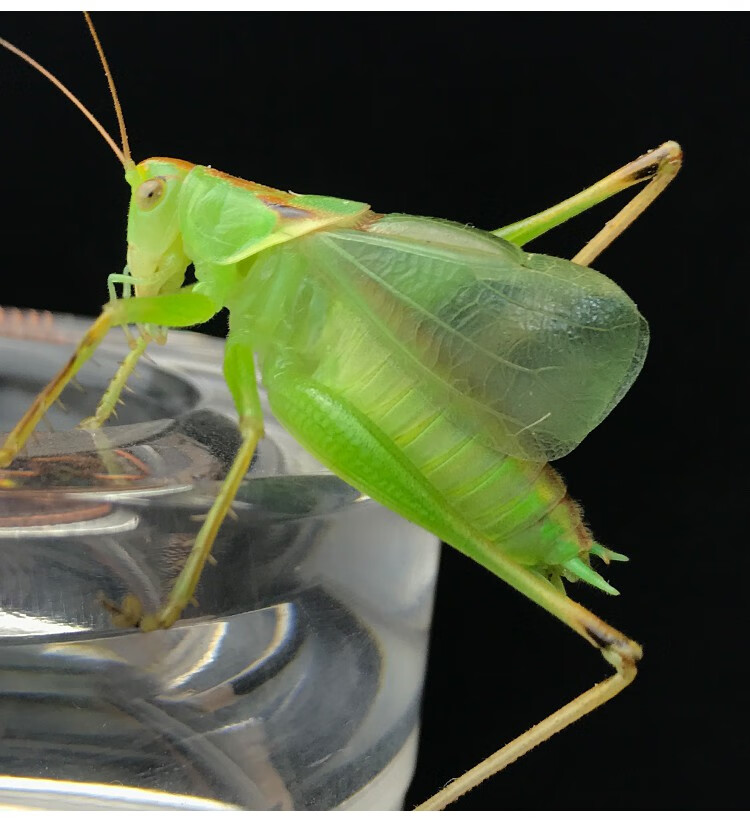 【宠医推荐】荣郁 新脱扎嘴鸣虫翠绿活体螽斯吉尔姐儿纺织娘翠绿精品
