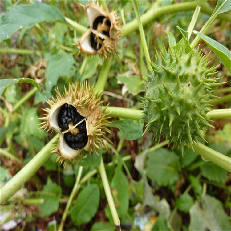 曼陀罗种子新采中草药种子药材种子.