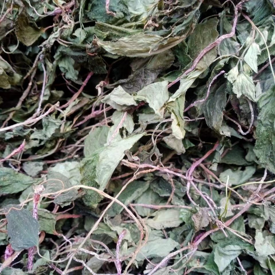 风柜斗草伟博贵州纯野生1斤风柜斗草干货500克风鼓草风谷草红杆风骨草