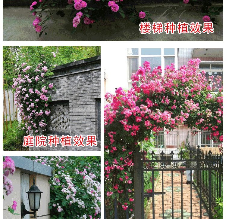 薔薇花苗藤本月季大花庭院爬藤植物濃香四季好養玫瑰陽臺花卉盆栽