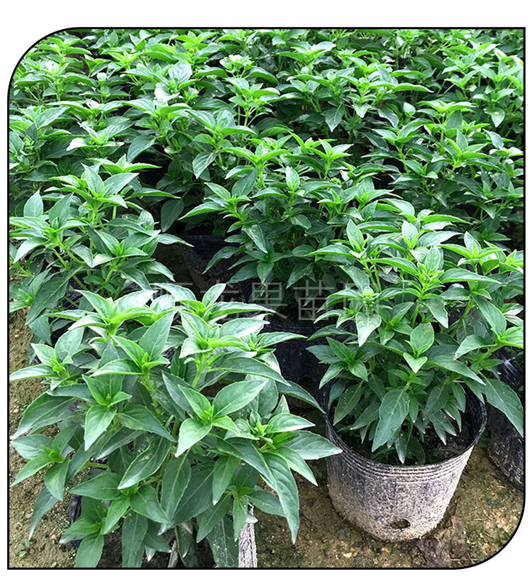 食用九层塔苗金不换盆栽 罗勒兰香子苗南北方种植 三杯鸡调料香叶 朵