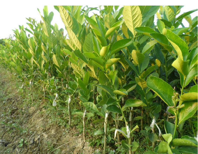 柠檬树苗 清香柠檬嫁接苗尤力克柠檬苗 适合盆栽地栽柠檬树 q5 十二年