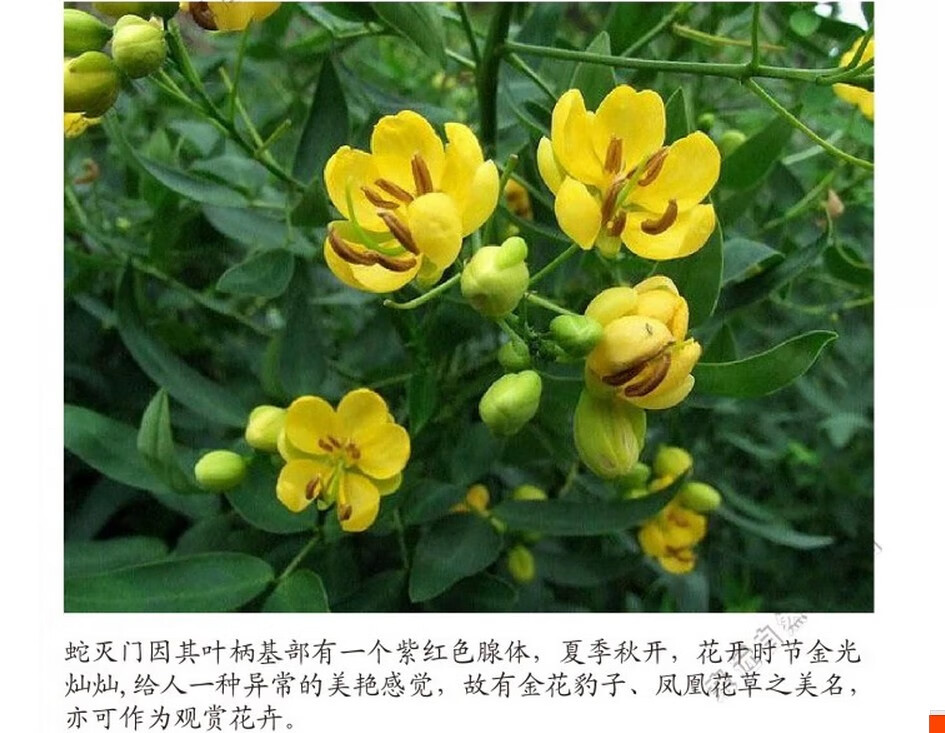 驱蛇奇花驱虫驱蚊草 灭蛇草 望江南 蛇灭门种子凤凰草 500克【图片