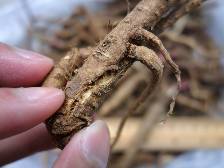 当归西藏林芝土特产小当归滋补土当归100g