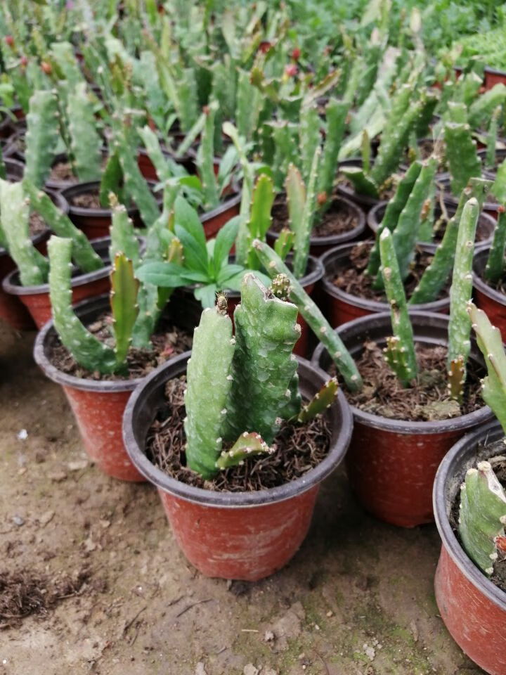 花卉室内绿植仙人多肉植物粉色令箭荷花苗盆栽叶片插苗带根令箭荷花