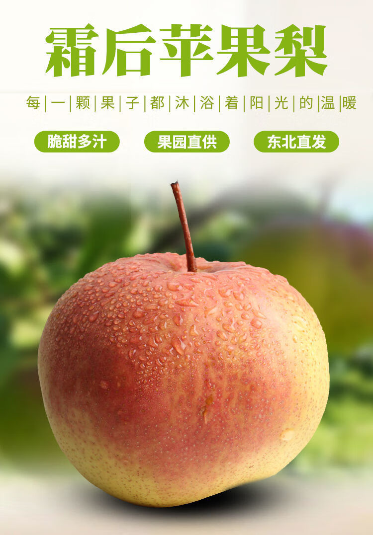 【可选顺丰】苹果梨东北延边5斤 吉林龙井特产香酥梨子做冻梨新鲜水果