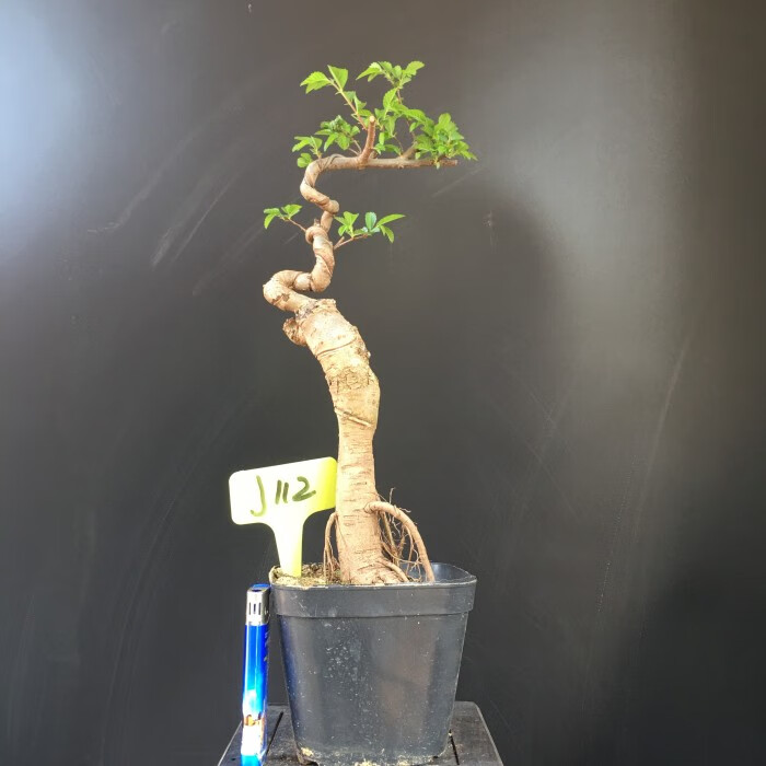 苍古榆树盆景小品小叶榔榆悬崖临水花盆栽榆树老桩提根造型 1 带盆栽