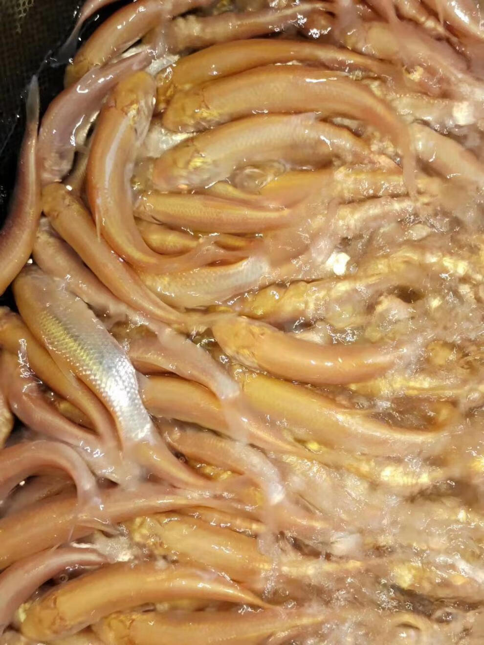 金草鱼 黄金草鱼 金丝草鱼 俄罗斯金草鱼 观赏鱼 鱼苗活体 200条 4