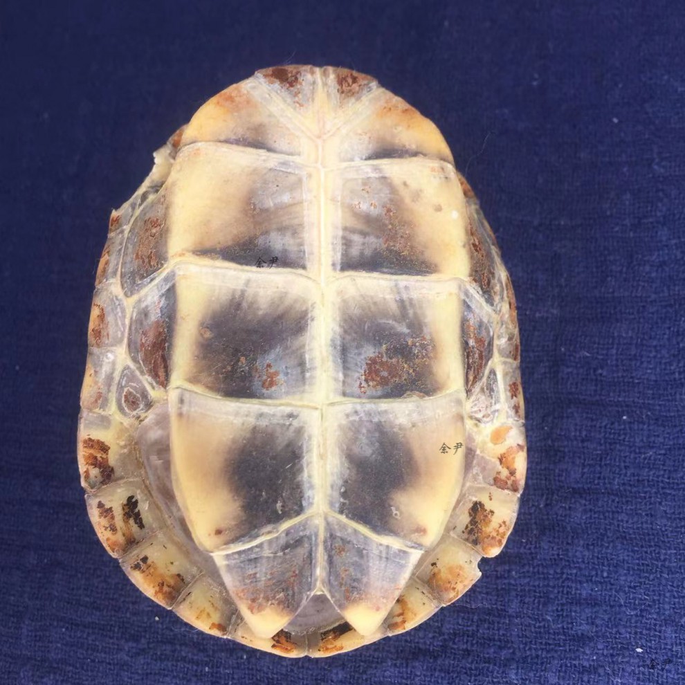 龟壳摇卦 龟趣天然完整真乌龟壳富甲天下手把件龟甲挂件摆件外塘冷水