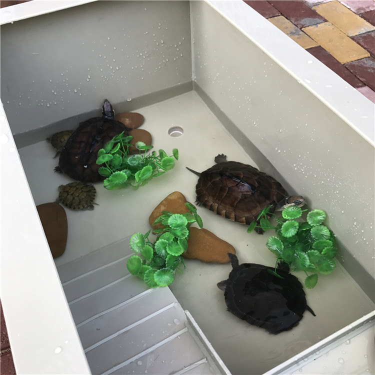 易逗 乌龟缸带晒台水陆生态水陆池养乌龟缸水龟箱别墅大型大号 122x60