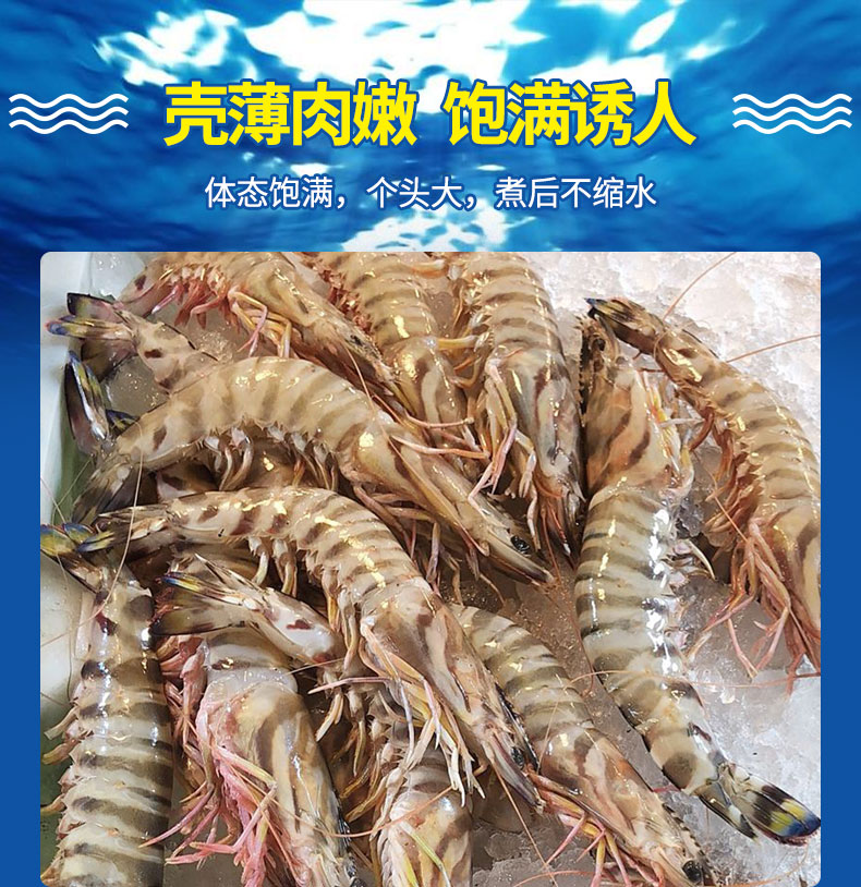 欢之婧 舟山竹节虾新鲜 黑虎虾九节虾老虎虾斑节虾大虾 500g 10-14cm