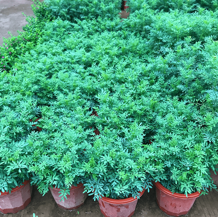 芸香草芸香草臭草植物盆栽室外阳台菜园四季花苗臭艾草定制 芸香(1.