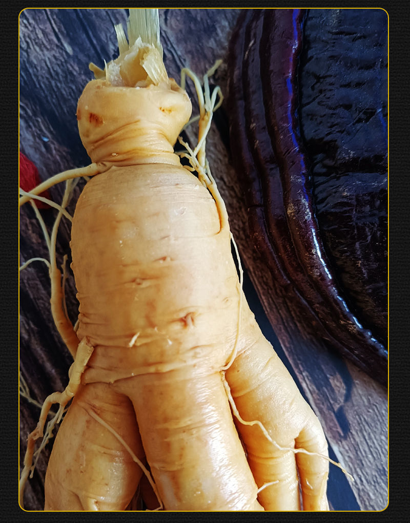 润养集 【参龄18年 大人参王】东北特产 送枸杞泡酒煲汤新鲜批发 28年