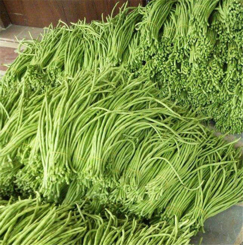 颜集卉春秋庭院易种蔬菜豇豆干枝梅特长豆角种子中早熟长达1.