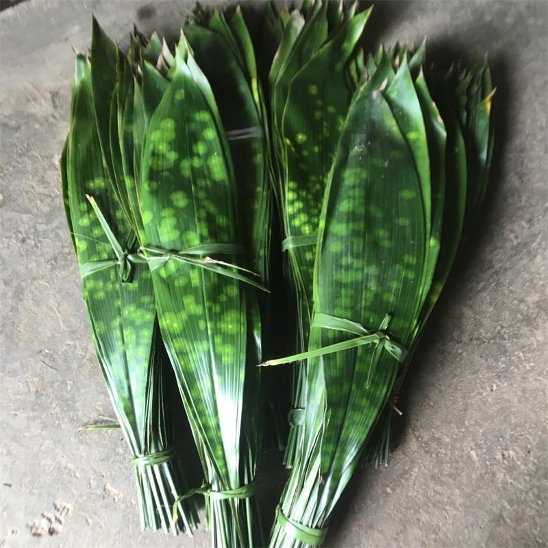 朵蕙四川新鲜粽叶端午包粽子粽叶花粽叶一叶兰粽叶花粽叶大叶现摘发货