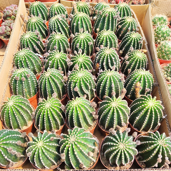 办公室桌面盆栽开花仙人球盆栽开花多肉植物 黑金刚高8-10cm【红色】