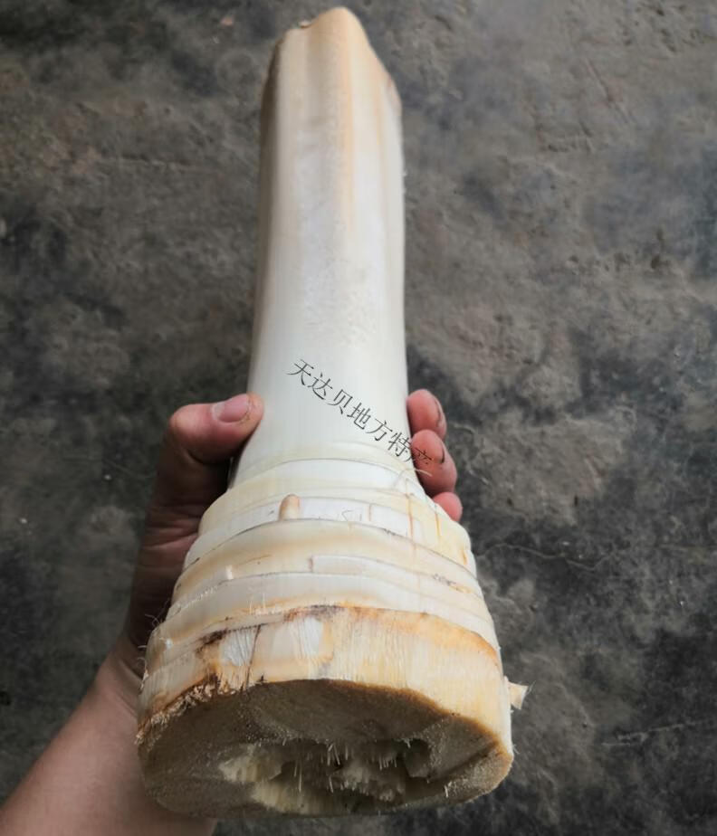 棕榈芯 现砍新鲜甜棕树心棕树尖棕榈芯棕树头棕榈心棕榈树树心 1500g