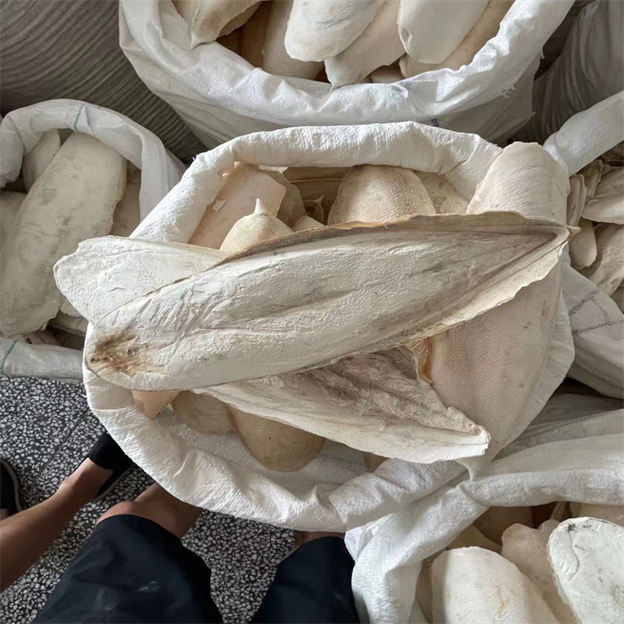 人工精选海螵蛸500g克无熏中药材乌贼骨墨鱼骨盖可磨海螵蛸粉【图片