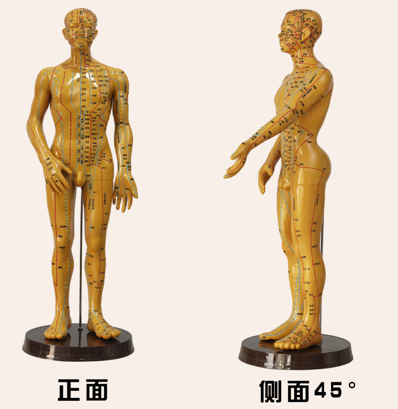 中医针灸穴位图人体模型教学男女全身十二经络小皮人针灸穴位模特 48