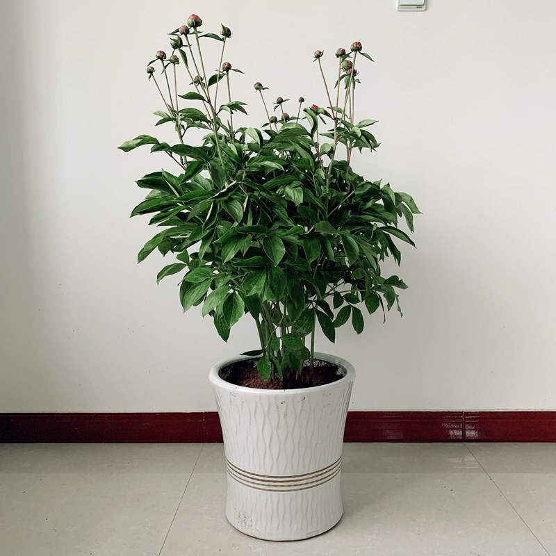 勋诚观赏重瓣大花芍药根块花苗观赏窗台盆栽花卉庭院耐寒花苗五花龙玉