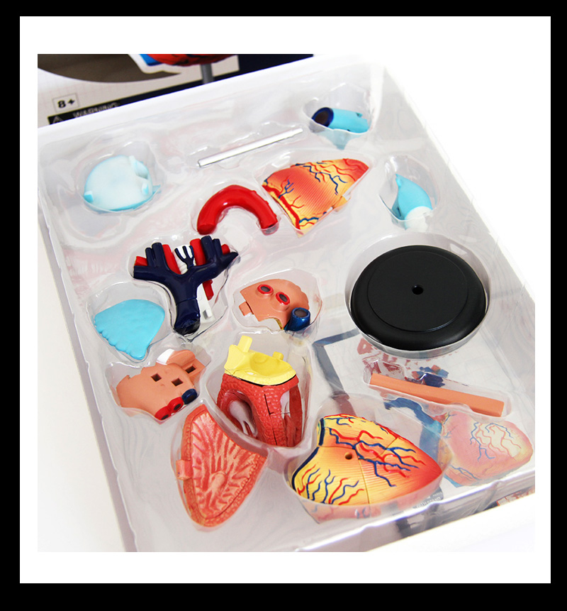 医学人体模型 4d master拼装心脏模型解刨模型医学教学人体模型康隆达