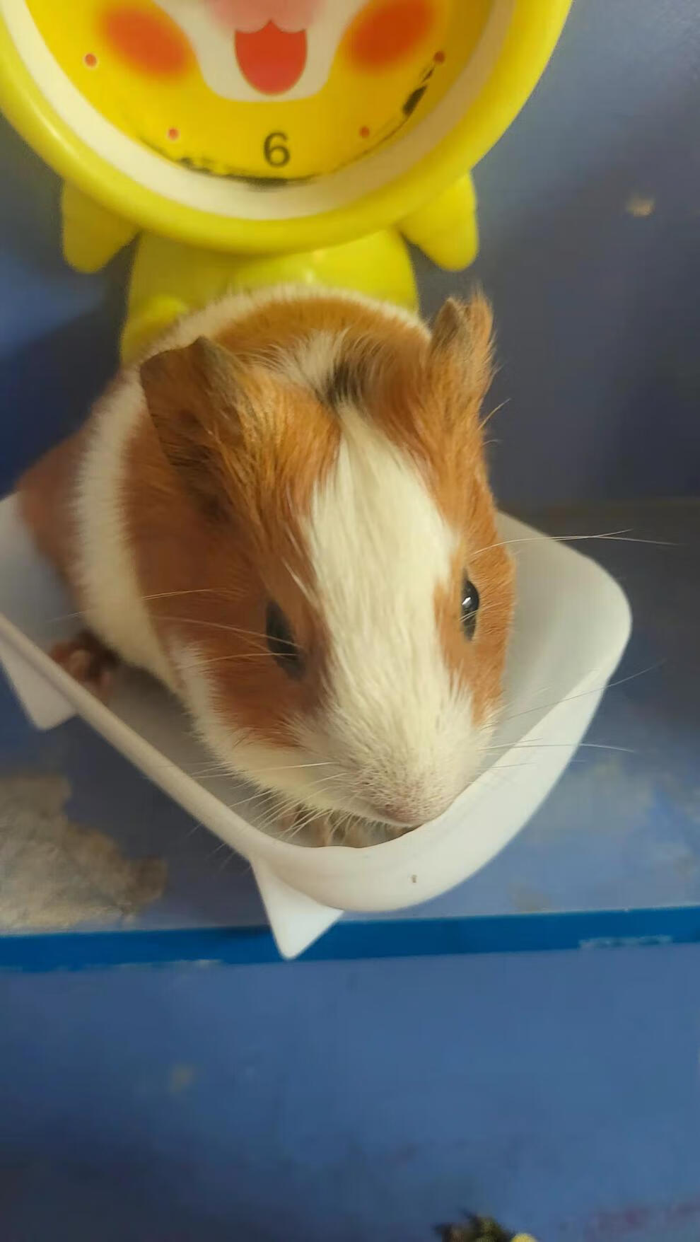 荷兰猪活体荷兰猪活物荷兰猪宠物鼠活体鼠活物荷兰兔活体幼崽 黄色