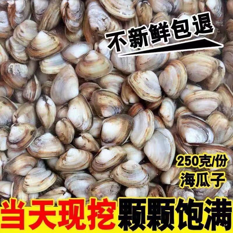 鲜活海瓜子无沙海沙子白蛤蜊白瓜子连云港本地海鲜水产鲜活贝类买两斤