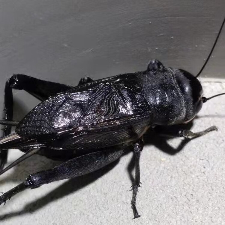 活虫活体玉眼黑虫缎子青野生天津油葫芦鸣虫崛起商贸花姿妖 冰糖紫 5