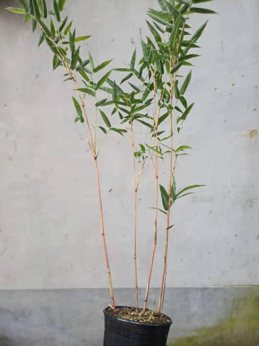 盆景观音竹书房庭院阳台植物小红竹子苗竹子盆栽室内桌面绿植 琴丝竹1