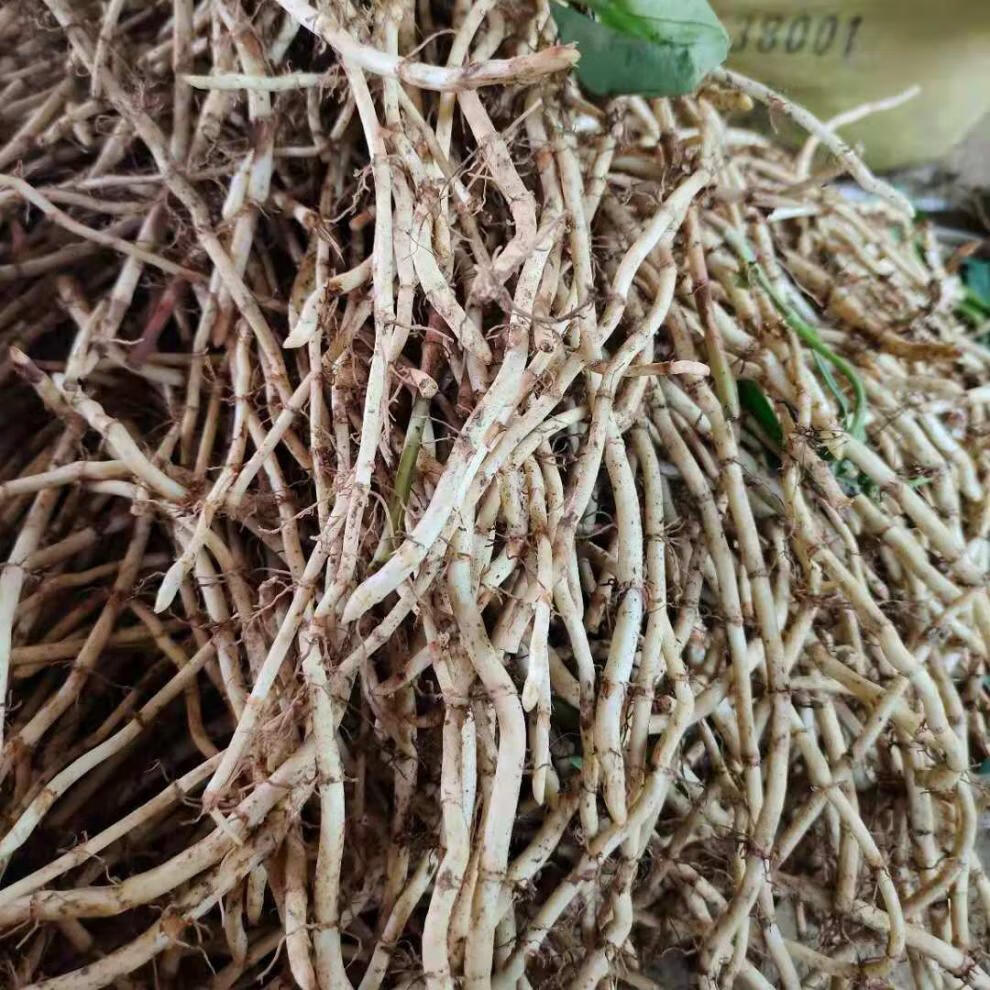 新鲜鱼腥草折耳根嫩根凉拌节节根鱼腥草现挖折耳根贵州鱼腥草种子 5斤